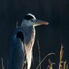 Blauwe Reiger